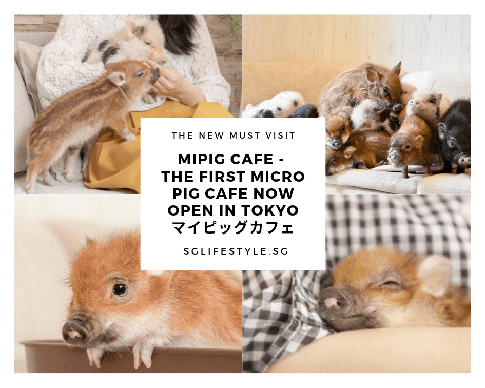 mipig micro pig cafe tokyo