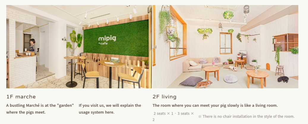 mipig micro pig cafe